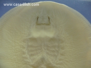 Foto Galerie/Myliobatiformes/Potamotrygon sp/Potamotrygon sp_06_S.jpg